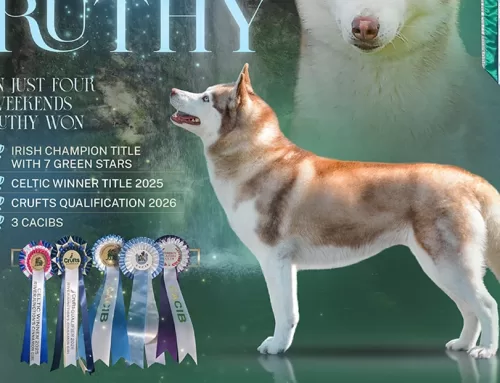 Ruthy Officially Awarded Irish Champion Diploma!