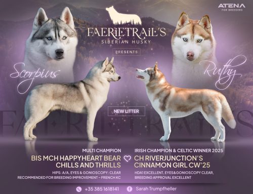 Pregnancy Confirmed 💜Puppies in January 2026