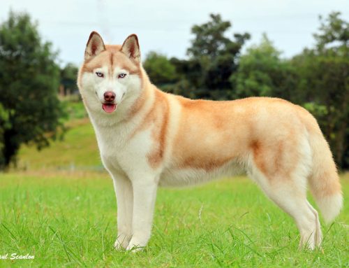 Ruthy is Ireland’s Annual Champion 2025